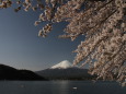 桜&富士山