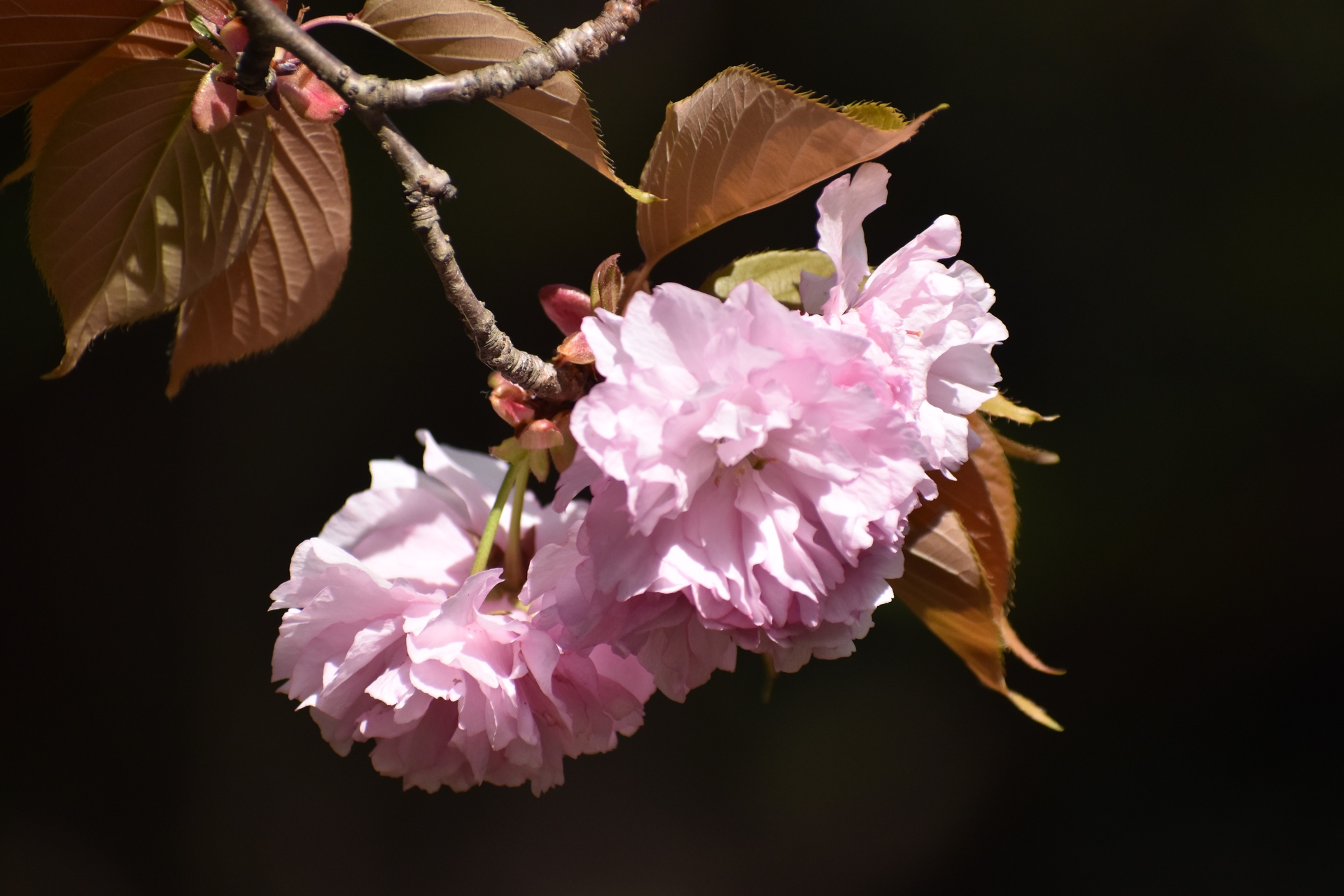 花 植物 桜餅食べたい 壁紙19x1280 壁紙館