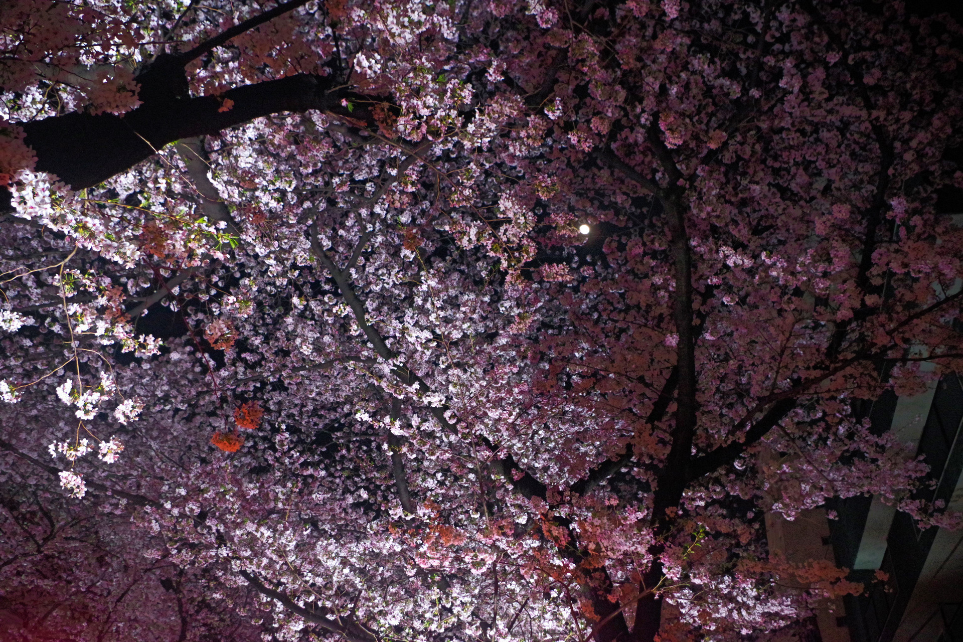 夜景 花火 イルミ 夜桜 壁紙19x1280 壁紙館