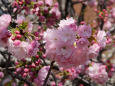 造幣局の桜・大手毬