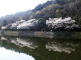 小渕ダム公園の桜