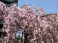 造幣局の桜・雨情枝垂