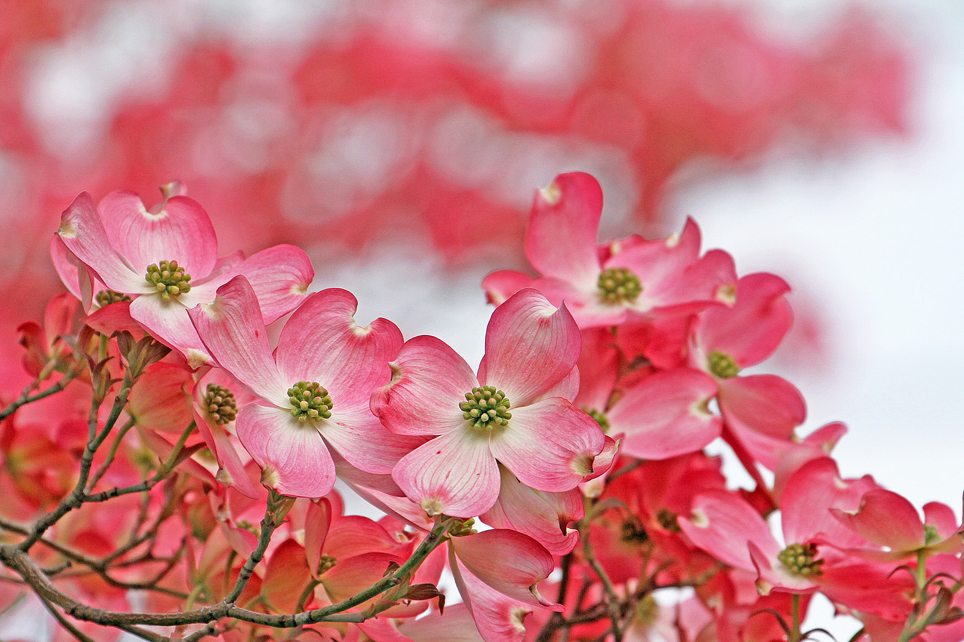 花 植物 ハナミズキ 壁紙19x1280 壁紙館