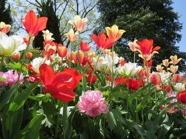 咲き乱れる遅咲きチューリップ