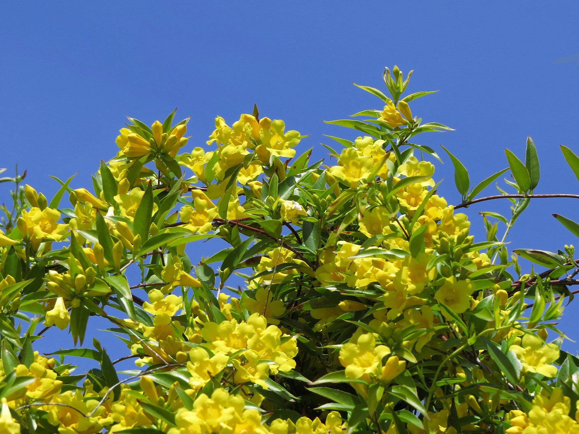 花 植物 カロライナジャスミン 壁紙19x1440 壁紙館