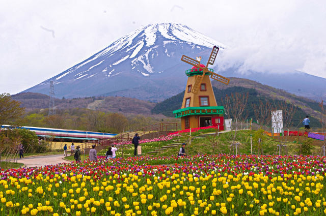 富士山と風車とチューリップ