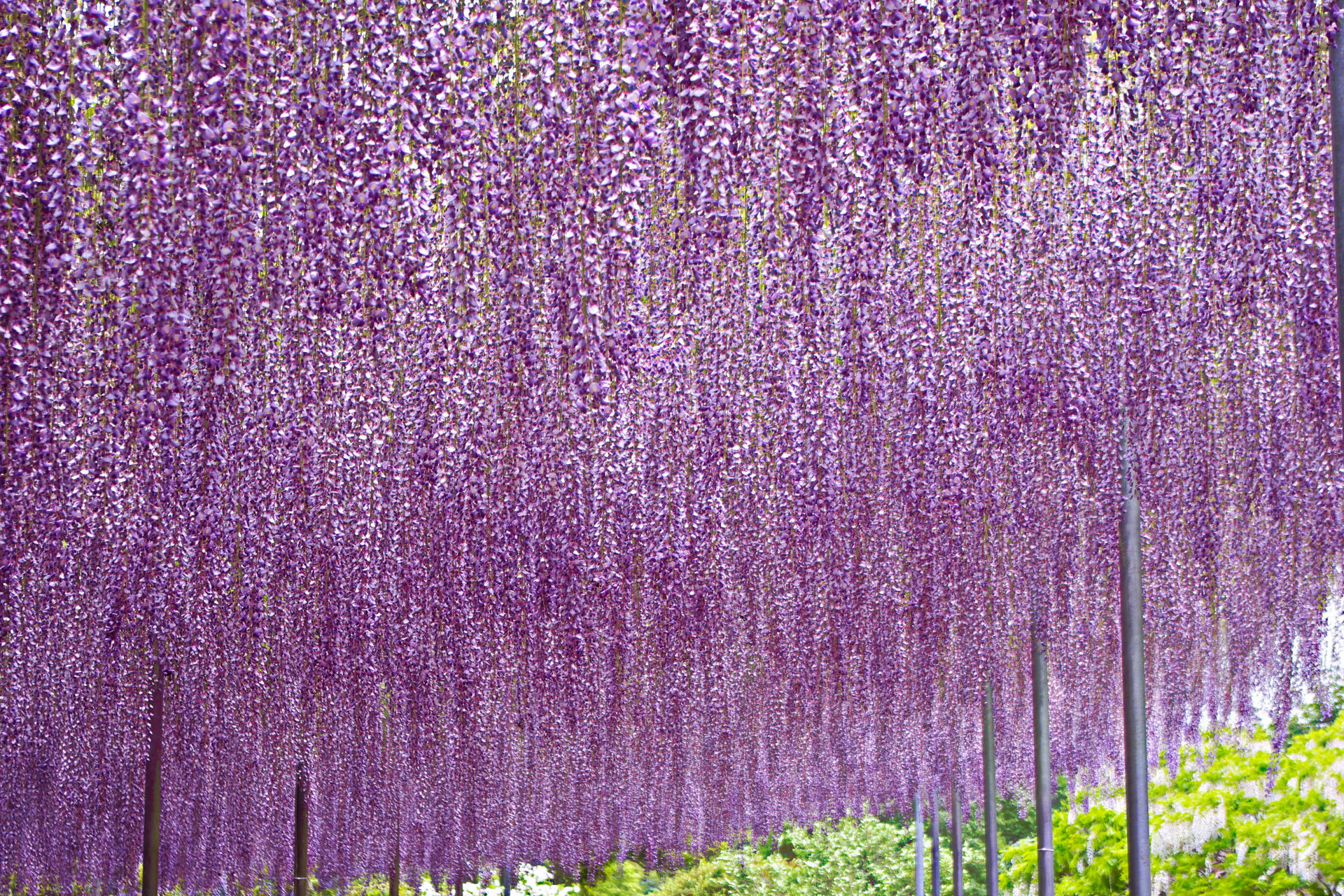 花 植物 藤のカーテン 壁紙19x1280 壁紙館