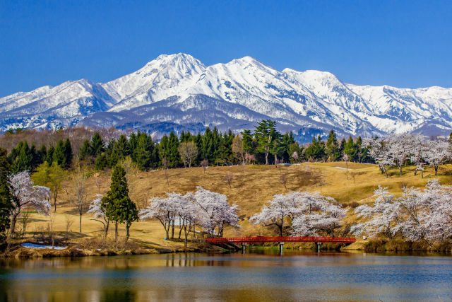 松ヶ峯周辺の桜と妙高山