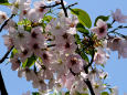 造幣局の桜・大島桜