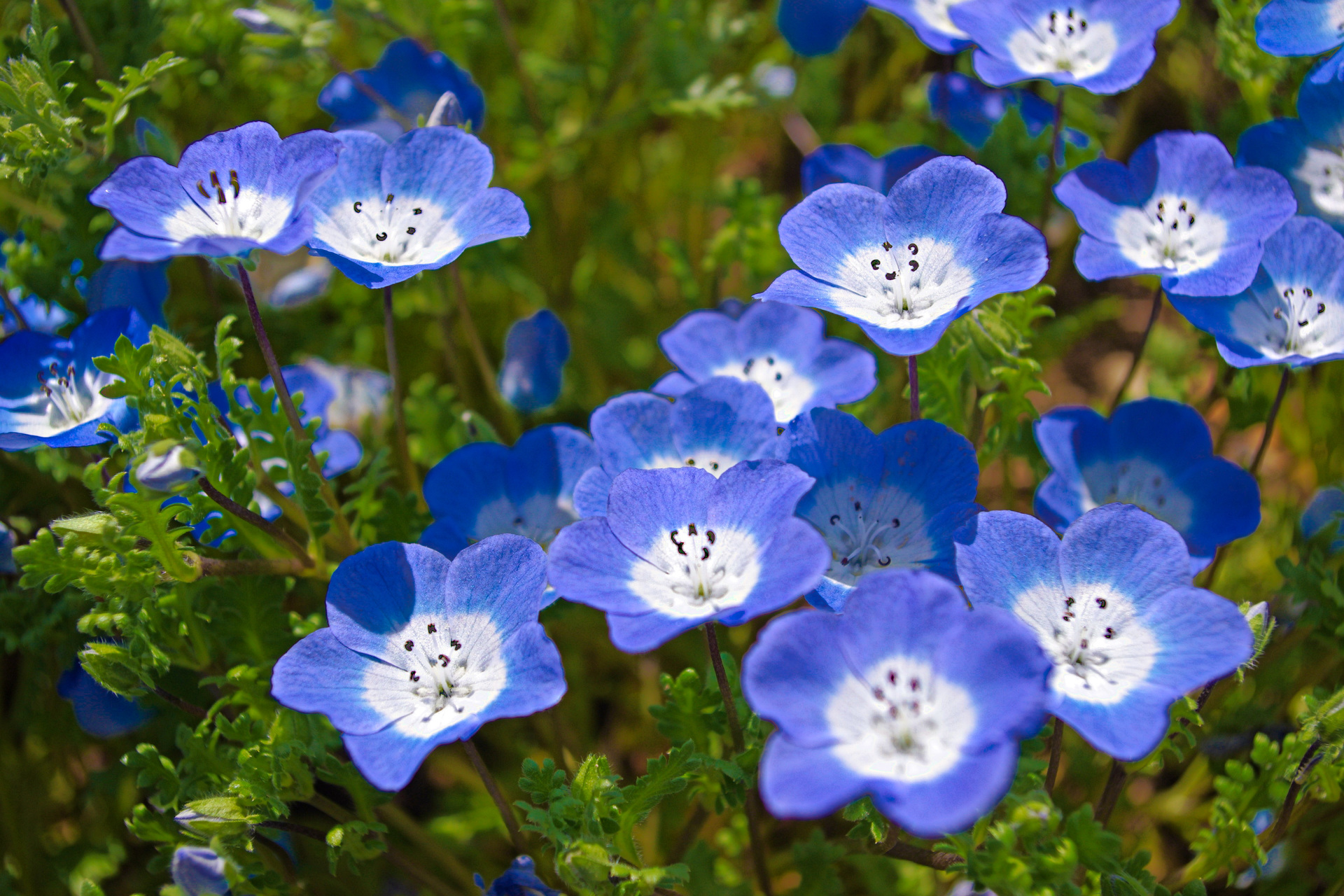 花 植物 ネモフィラ 壁紙19x1280 壁紙館