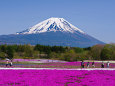 富士山と芝桜