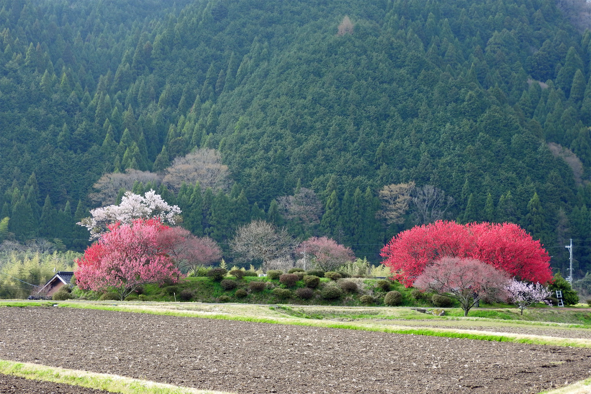 日本の風景 田舎道の桜と桃2 壁紙19x1280 壁紙館