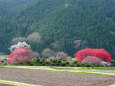 田舎道の桜と桃2
