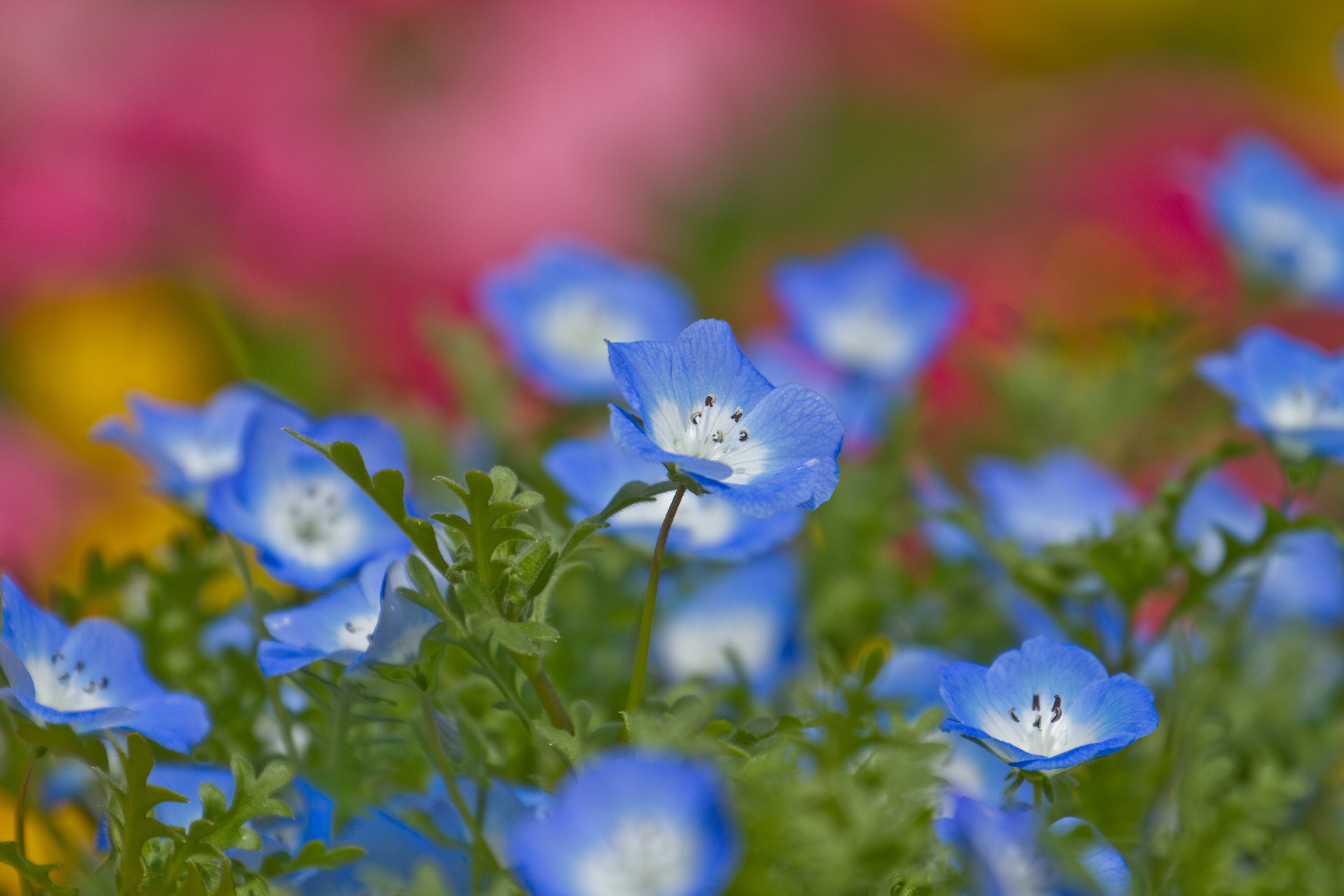 花 植物 ネモフィラ 壁紙19x1280 壁紙館 花 植物 ネモフィラ 壁紙19x1280 壁紙館