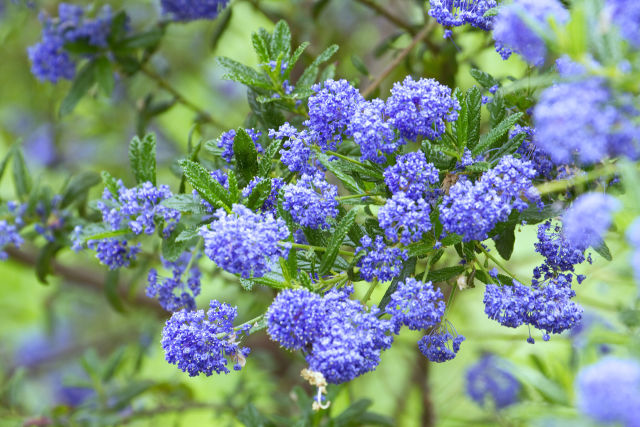 レディオブメギンチ