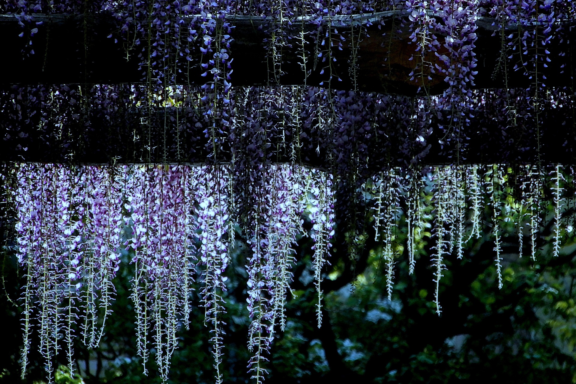 夜景 花火 イルミ 藤の花のライトアップ 壁紙19x12 壁紙館