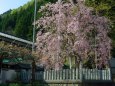 神社のしだれ桜
