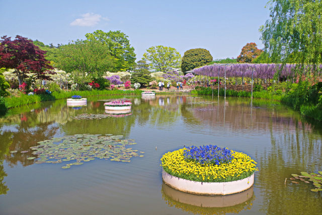 フラワーパークの水上花壇