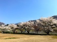 高山村蕨平の桜