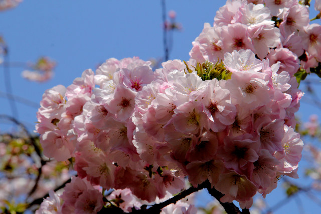 造幣局の桜・南殿