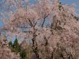 たけくらべ広場の枝垂れ桜