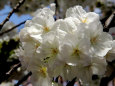 造幣局の桜・大白