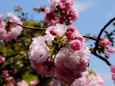 造幣局の桜・紅手毬