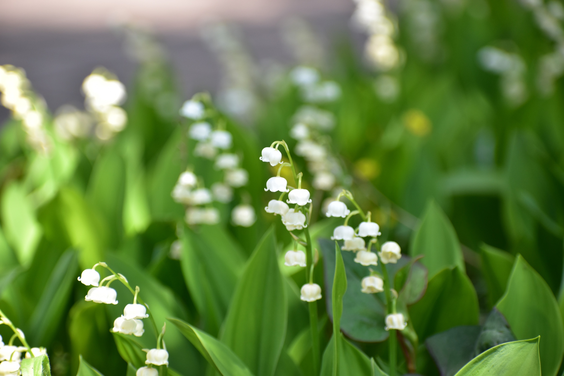 花 植物 スズラン 壁紙19x1280 壁紙館