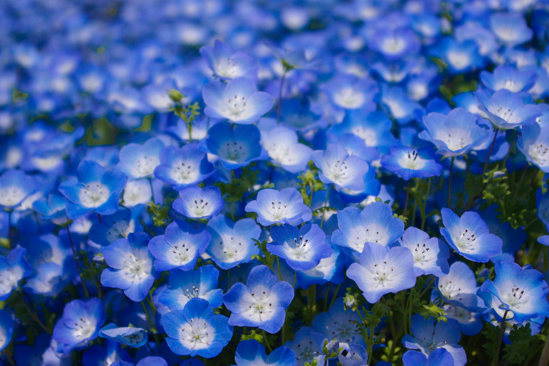 花 植物 ネモフィラ 壁紙1920x1280 壁紙館