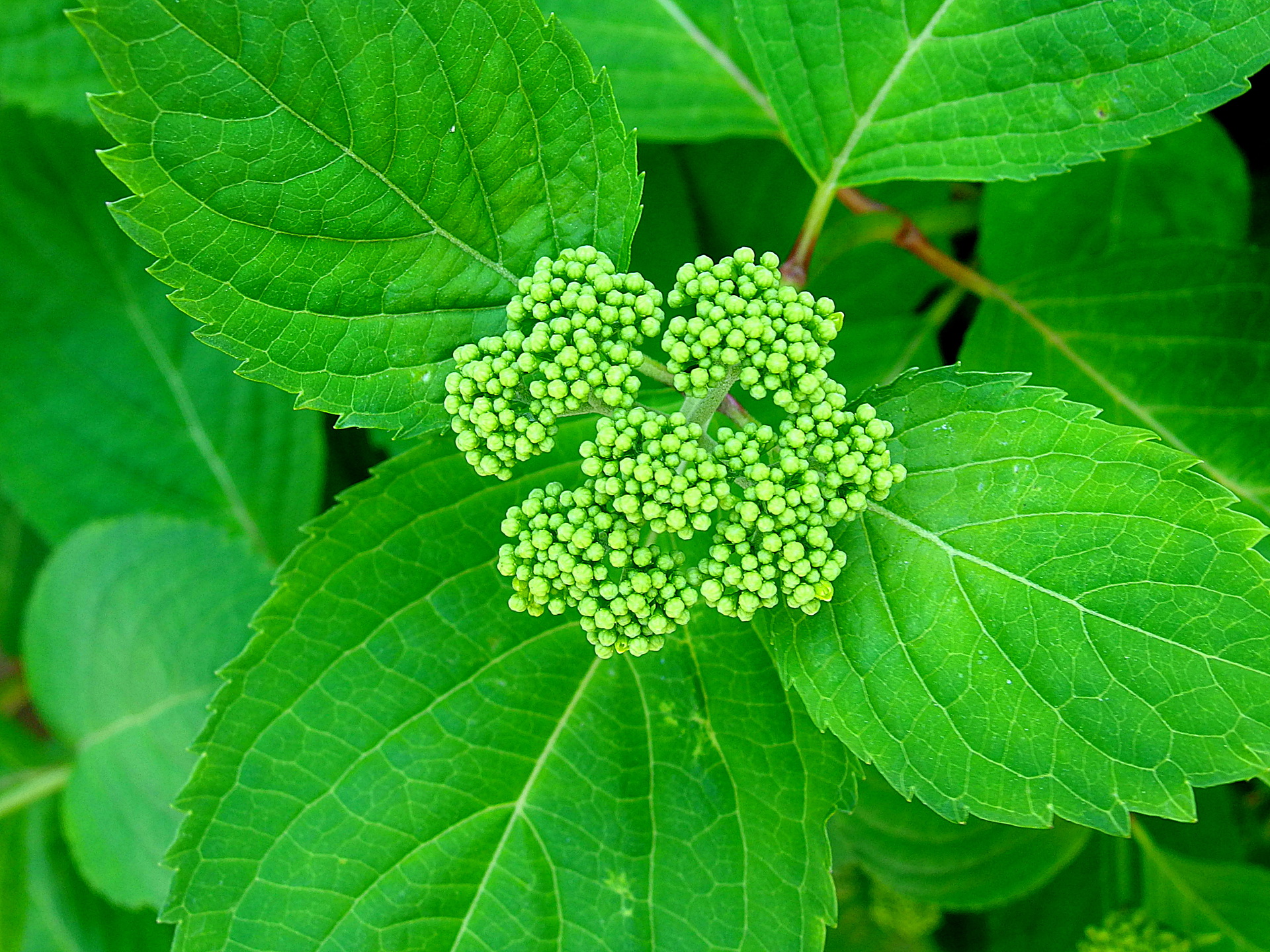 花 植物 紫陽花の蕾 壁紙19x1440 壁紙館 花 植物 紫陽花の蕾 壁紙19x1440 壁紙館