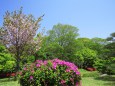 奈良八重桜咲く庭園