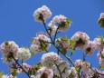 遅咲き種の奈良八重桜