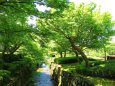 奈良県新公会堂庭園の小川と新緑