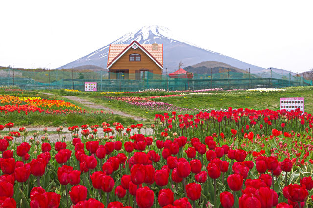 天空のチューリップ