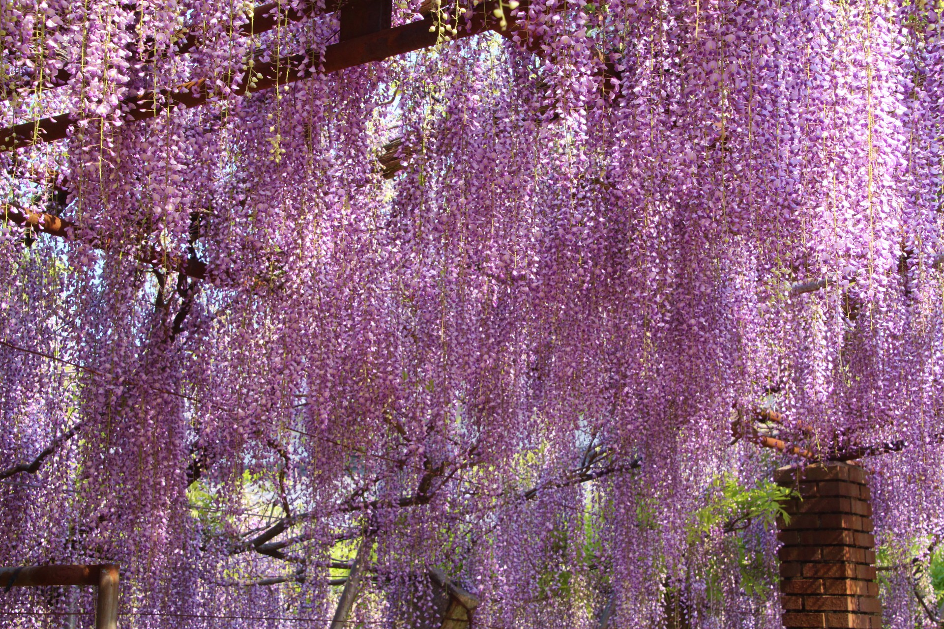 花 植物 神社の藤 壁紙19x1280 壁紙館