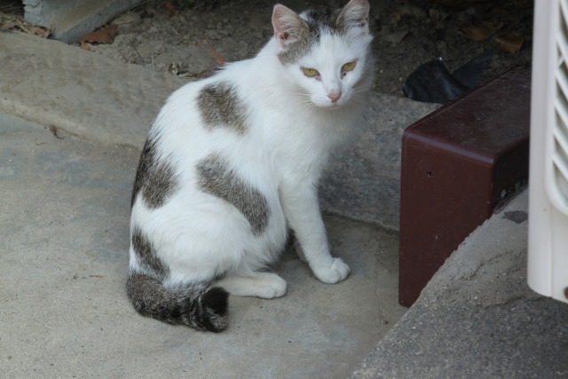 動物 猫 可愛い猫 壁紙館