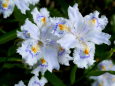 里山の妖精シャガの花