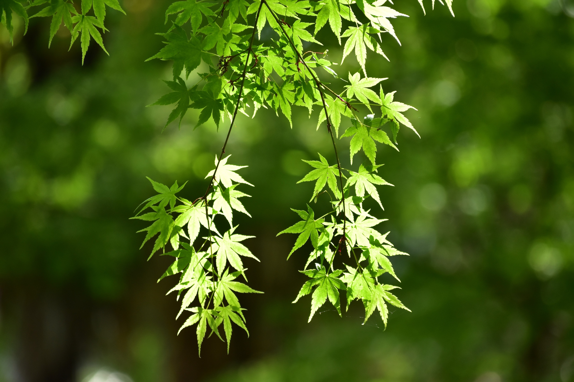 花 植物 青もみじ 壁紙19x1279 壁紙館