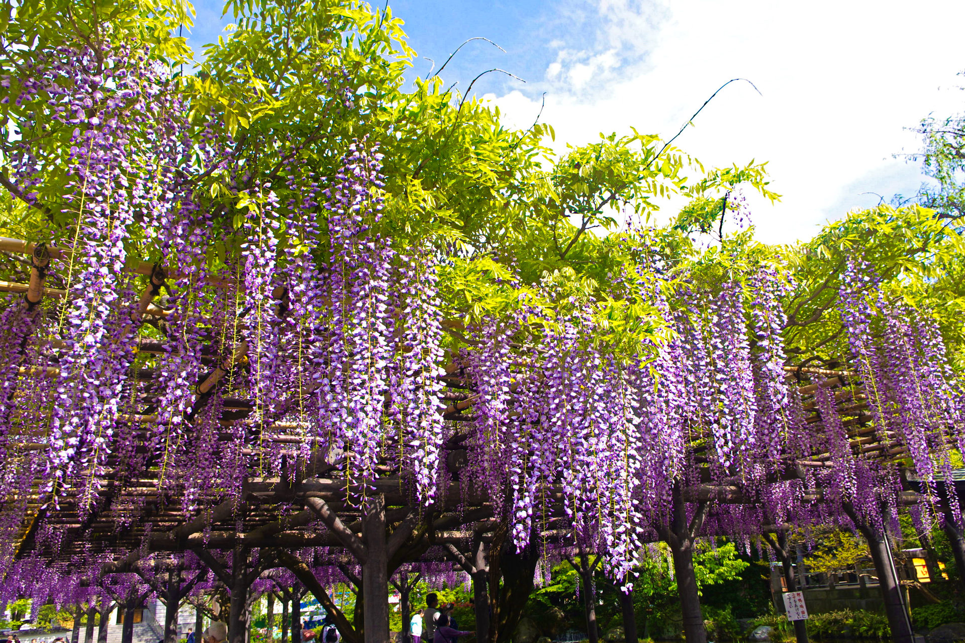 花 植物 西新井大師の藤 壁紙19x1280 壁紙館