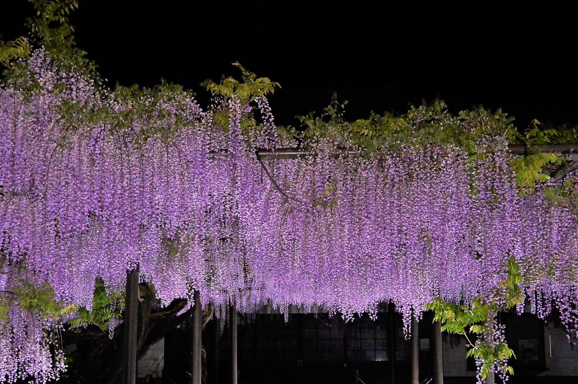 夜景 花火 イルミ 竹鼻別院の藤の花 壁紙19x1278 壁紙館