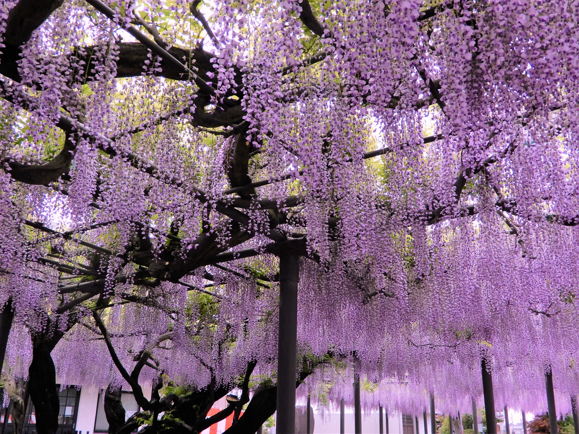 花 植物 別院の藤 壁紙19x1440 壁紙館