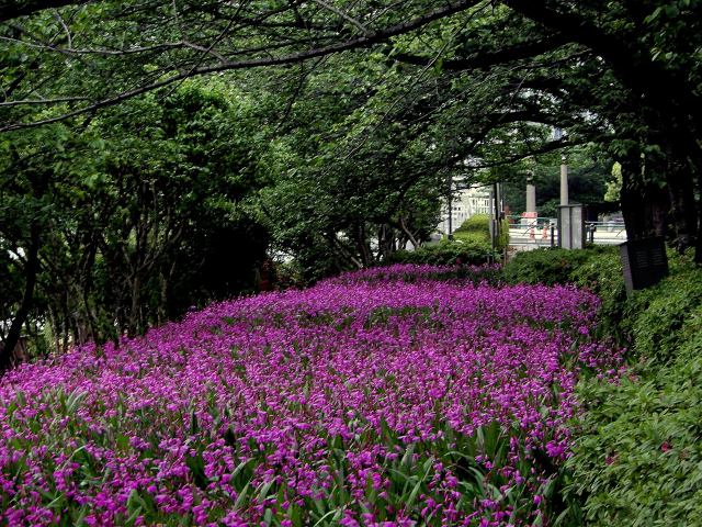 隅田川河畔の紫蘭群生