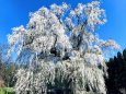 北信の大しだれ桜