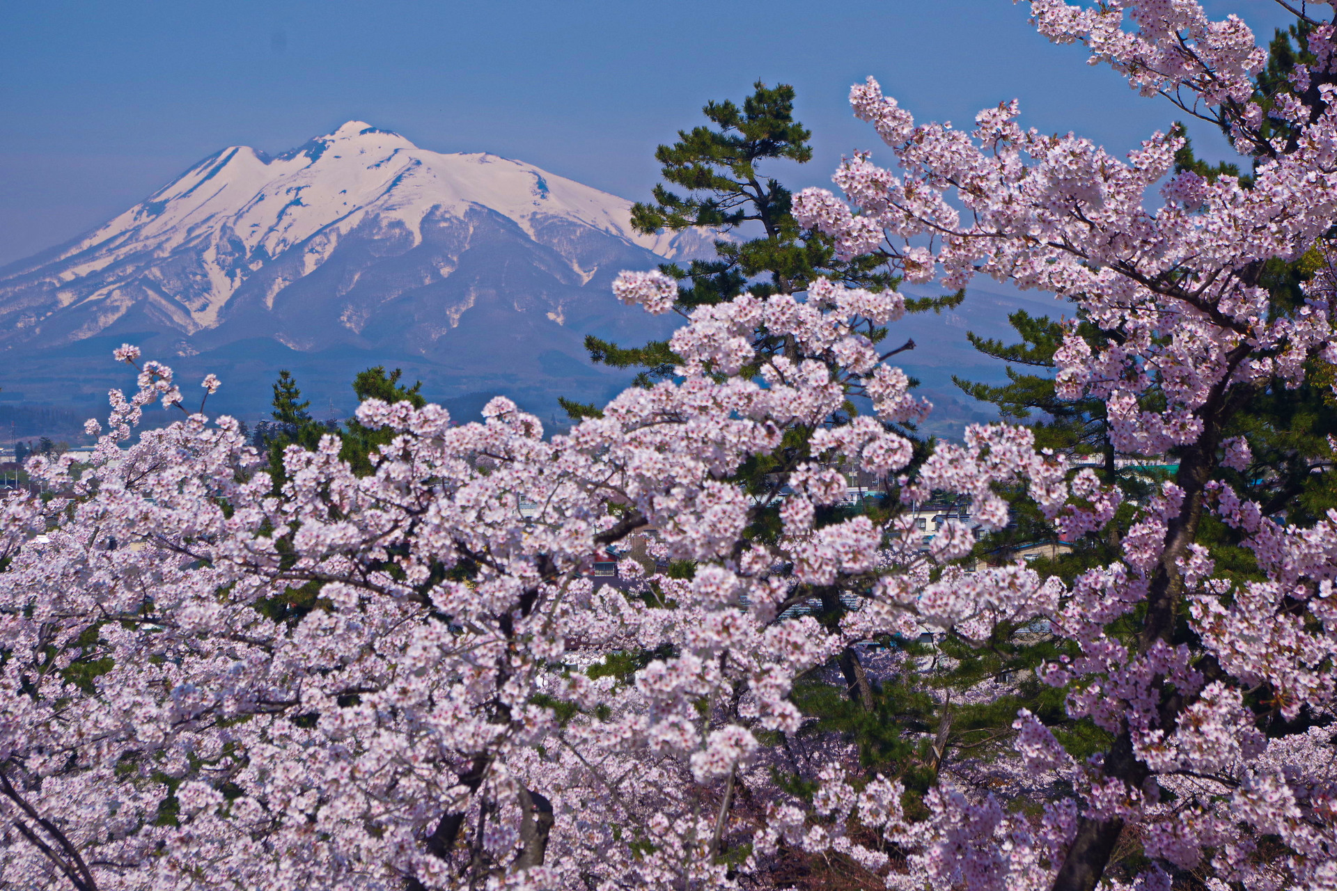 日本の風景 岩木山と桜 壁紙19x1280 壁紙館 日本の風景 岩木山と桜 壁紙19x1280 壁紙館