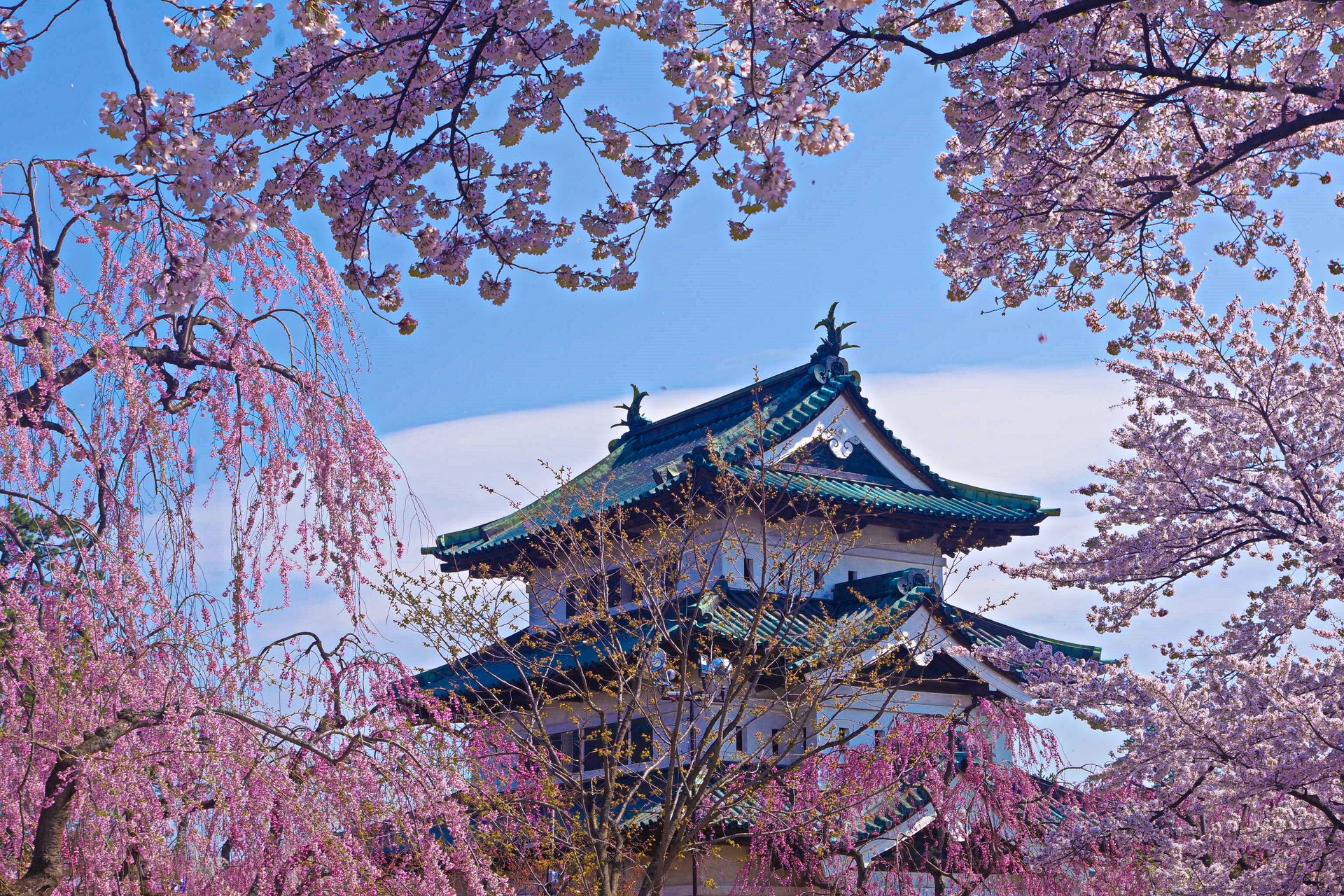 日本の風景 弘前城と桜 壁紙19x1280 壁紙館