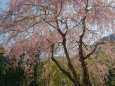 竹田の枝垂れ桜