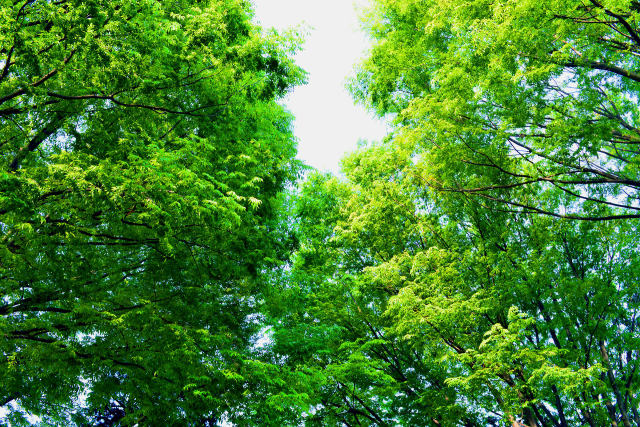 見上げる新緑