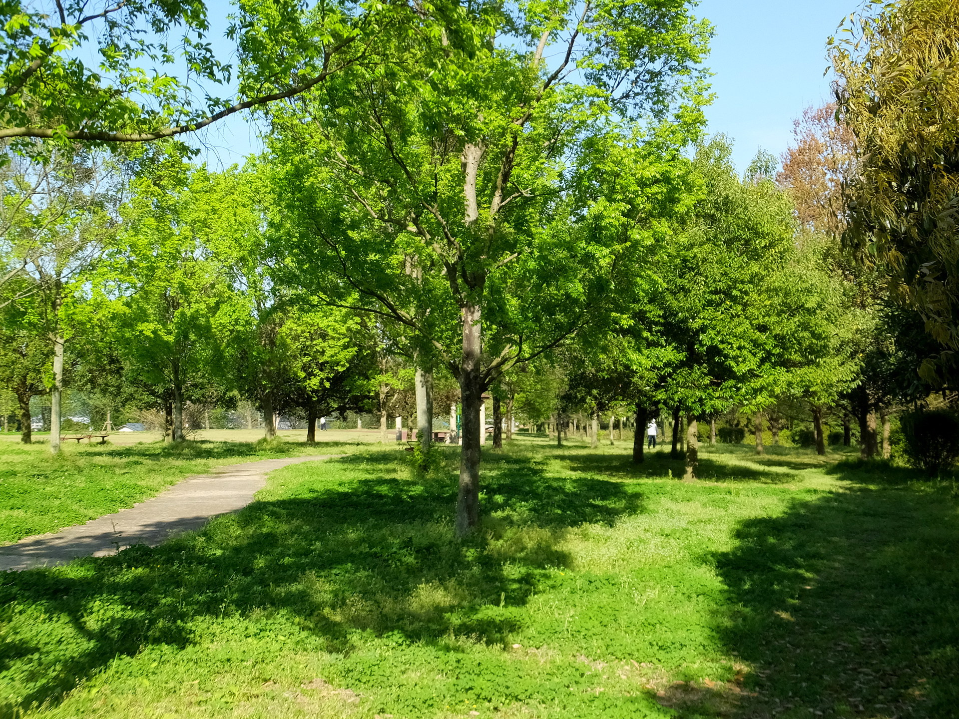 日本の風景 緑の公園 壁紙1920x1440 壁紙館