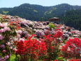 輝く花公園の花