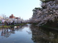 弘前公園 外堀の桜